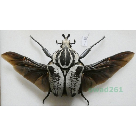 Goliathus goliahus albatus (Kraatz, 1897) male Cameroon 76mm10